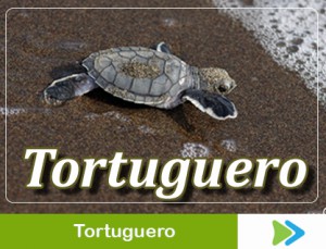 tortuguero costa rica