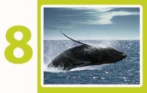 drake bay costa rica