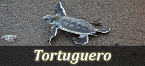 tortuguero costa rica